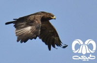 گونه عقاب خالدار کوچک Lesser Spotted Eagle 